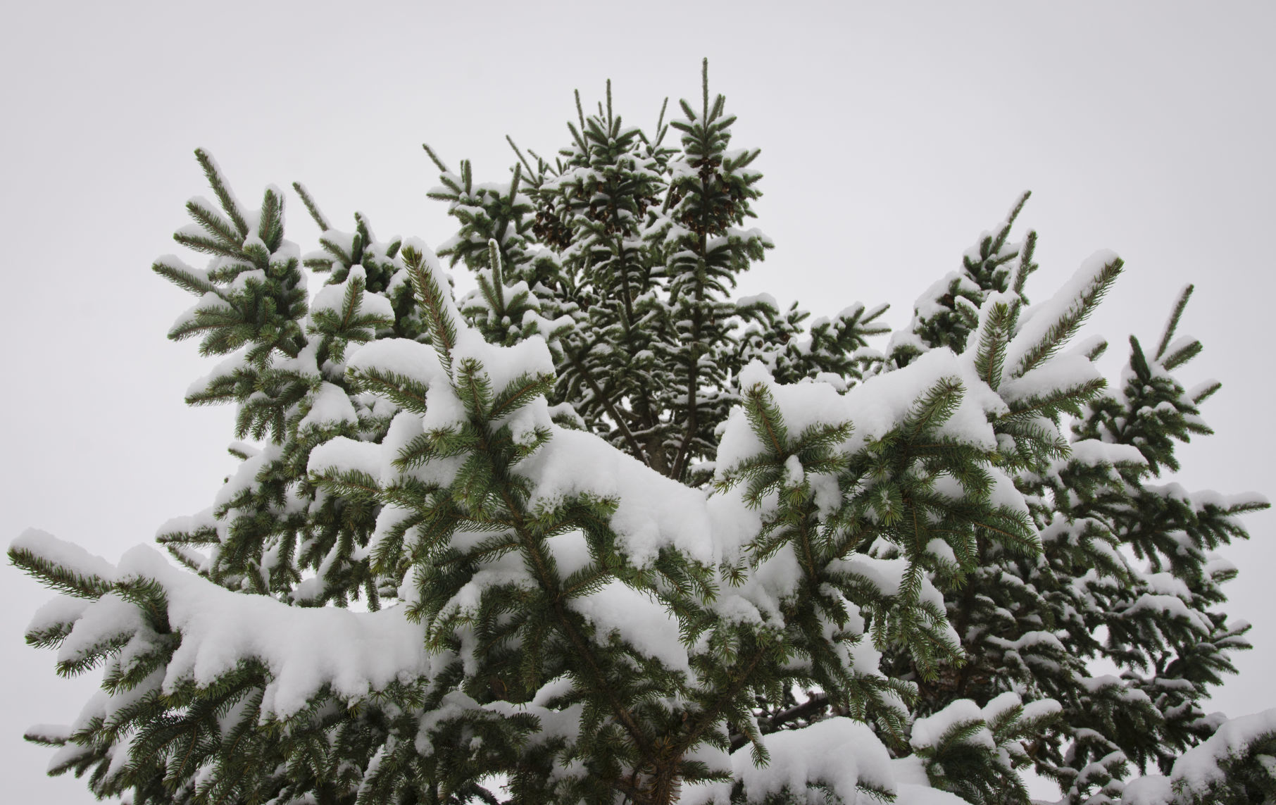 Fleurde-lis Dec. 2019 looking up at evergreen tree